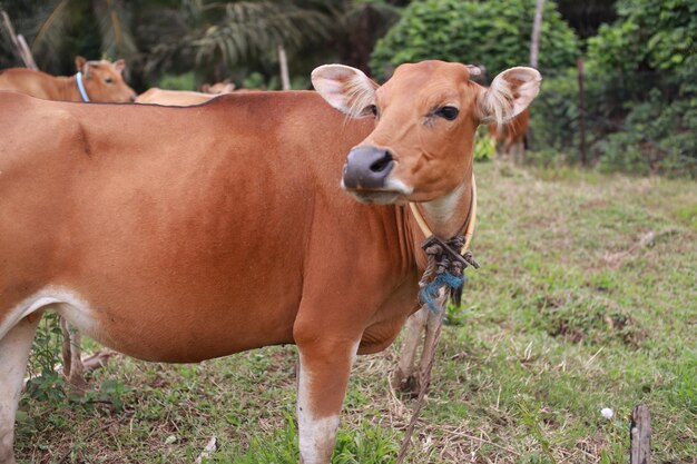 Photo domesticated cattle ox cow bull banteng sapi bos javanicus eating grass on field organic beef farm