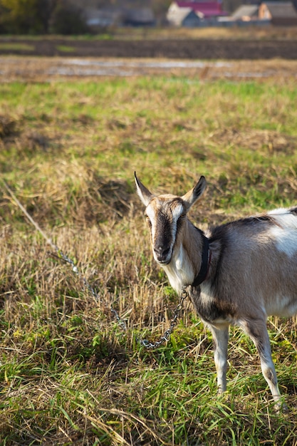 牧草地で飼いならされたヤギ