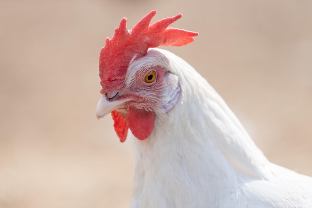 Domesticated hens. Livestock breeding. White hen close up.