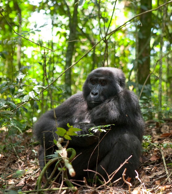 Dominant male mountain gorilla in rainforest. Uganda. Bwindi Impenetrable Forest National Park.