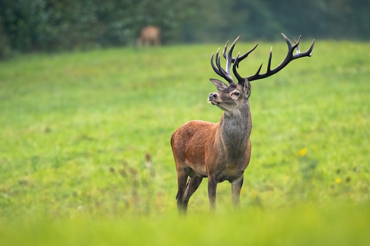 Photo dominant red deer stag with antlers staring on meadow