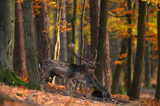 Dominante damherten brullen in het bos in de herfst