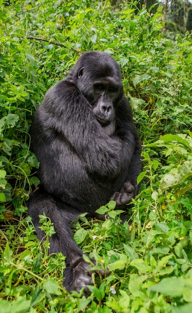 Dominante mannelijke berggorilla in regenwoud. Oeganda. Bwindi Impenetrable Forest National Park.