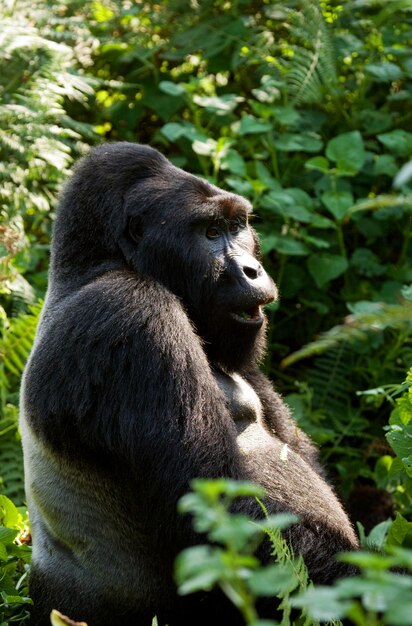 Dominante mannelijke berggorilla in regenwoud. Oeganda. Bwindi Impenetrable Forest National Park.