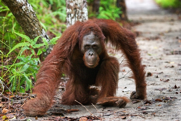 Dominante mannelijke orang-oetan zit op de grond. Indonesië. Het eiland Kalimantan (Borneo).