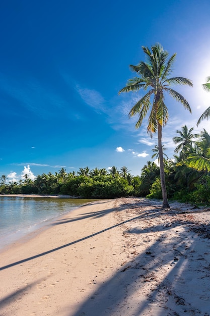 Dominicaanse Republiek Punta Cana prachtige Caribische zeekust met turkoois water en palmbomen