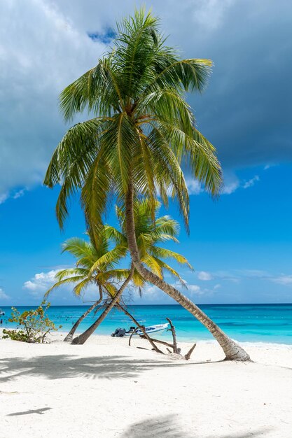 Dominican Republic beautiful Caribbean coast with turquoise water and palm trees