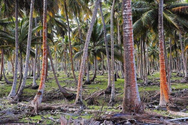 Dominican Republic palm trees interior