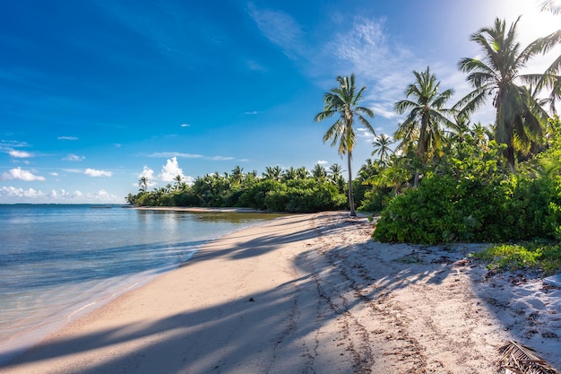 Dominican republic punta cana beautiful caribbean sea coast with turquoise water and palm trees