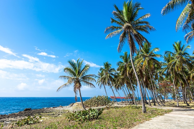 Dominican republic santo domingo beautiful caribbean sea coast with turquoise water and palm trees