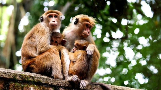 Dompel jezelf onder in de fascinerende wereld van dieren in het wild terwijl je deze foto verkent