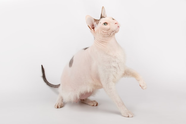 흰색 바탕에 색된 돈 Sphynx 고양이에 돈 Sphynx 고양이