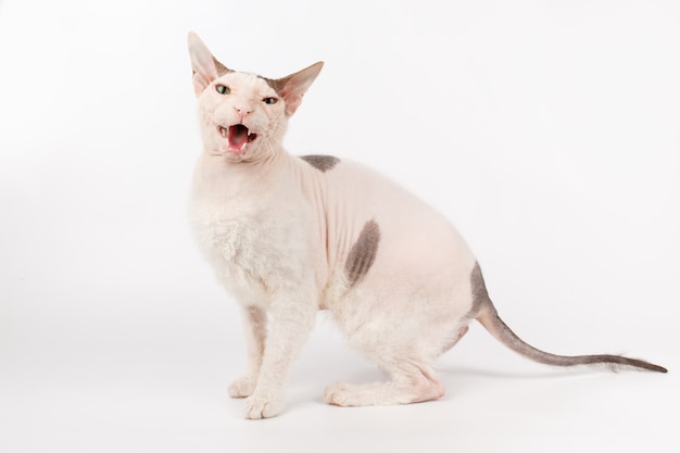 Don Sphynx cat on a white background