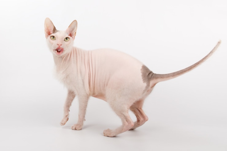 Photo ドンスフィンクス猫
