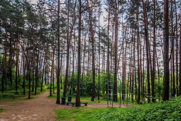 donker bos weg pad door een donker bos