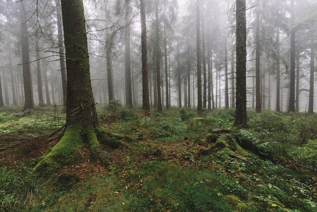 Donker dennenbos met mist