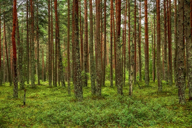 Donker dennenbos