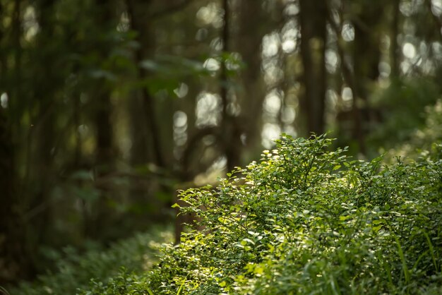 Donker humeurig bos