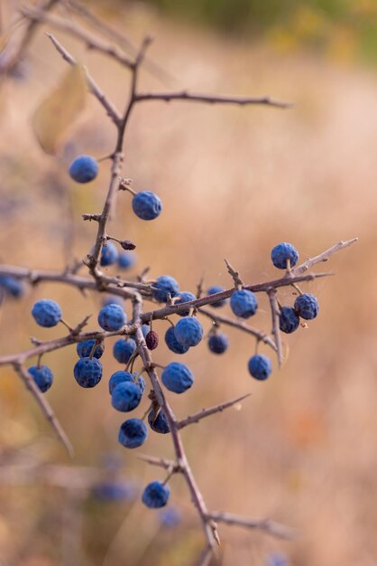 Foto donkerblauwe bessen die aan de boom groeien