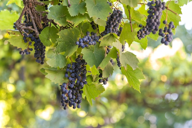 Donkerblauwe rijpende druivenclusters verlicht door felle zon