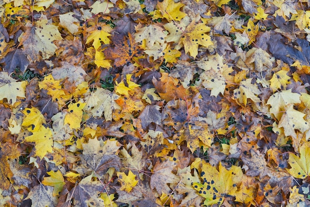 Donkerbruine en oranje herfstbladeren als achtergrond laat herfstbladeren textuur