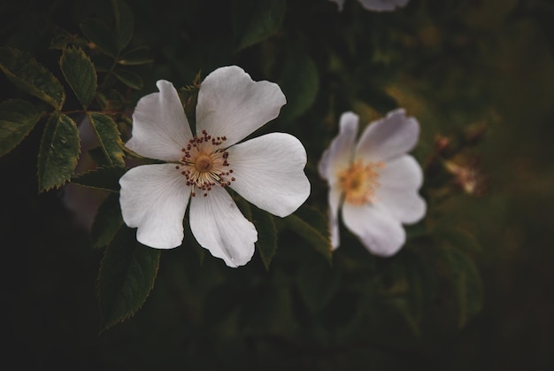 Foto donkere achtergrond met bloemen met witte bloemblaadjes