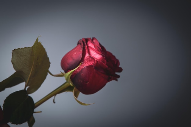Donkere bloemenbanner met rode roos