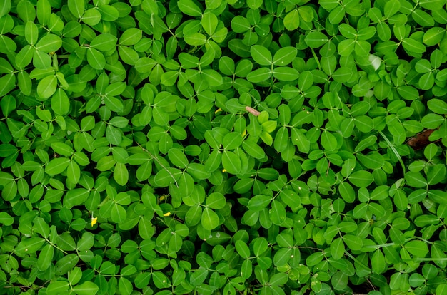 Donkere en groene bladeren op de muur