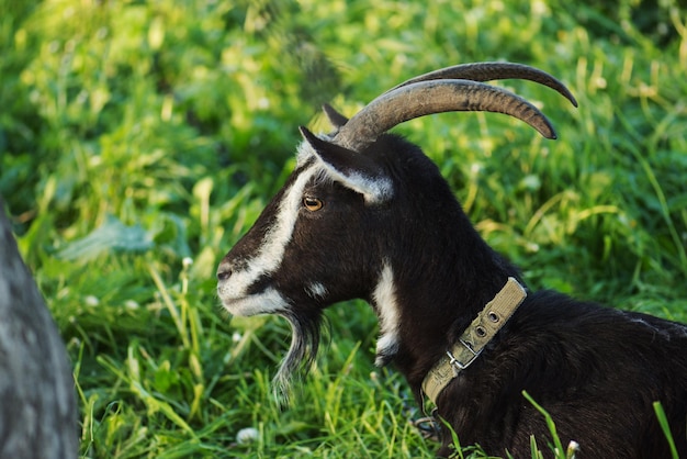 Donkere geit op groene zomerweide Portret van een zwarte geit Zwarte geit die gras voedt