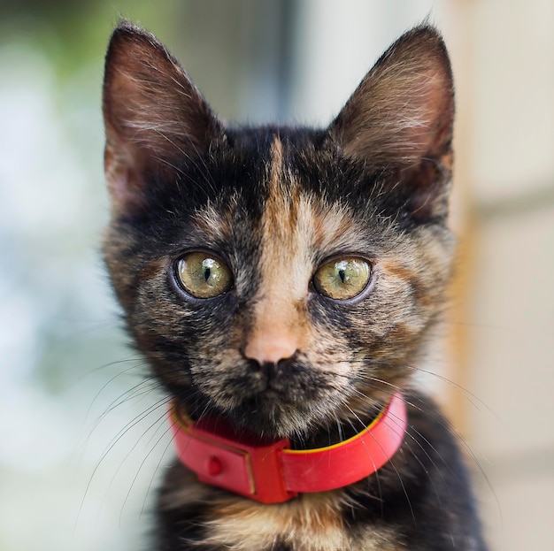 Donkere kat met rode halsband. Katje bij het raam.