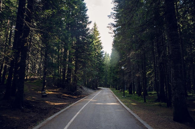 Donkere ochtend voetgangersweg naar het bos in montenegro