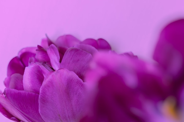 Donkere paarse tulp op een roze achtergrond