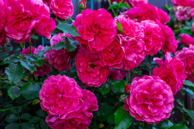 Donkere roze rozen in een tuin