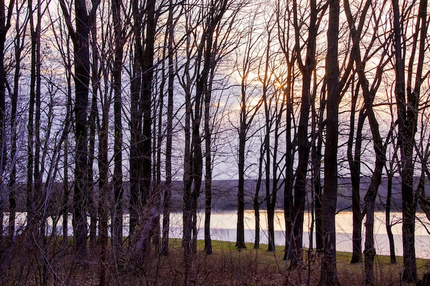 Donkere silhouetten van bomen op de achtergrond van de rivier en de lucht tijdens de zonsondergang