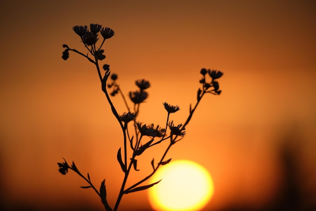 Donkere silhouetten van wilde bloemen tegen heldere kleurrijke avondrood met ondergaand zonlicht.