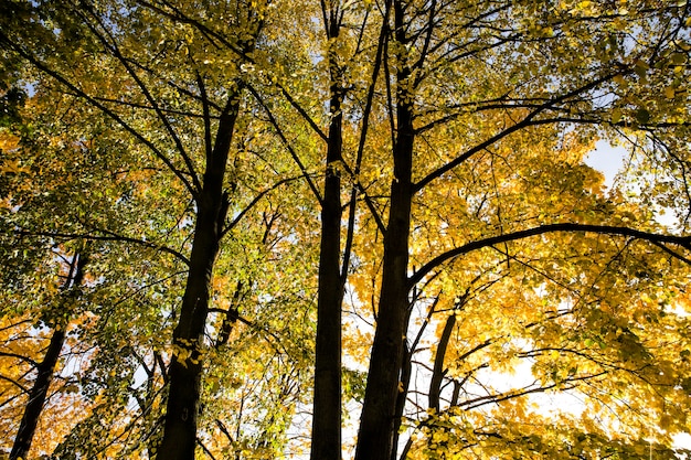 Donkere stammen van de top en kroon van bomen met geel blad, zonnige dag in de herfst