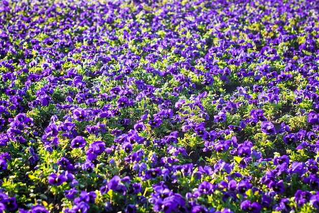 Donkerfluwelen stormblauwe petunia's. kleurrijk bloembed, zomerachtergrond. tuinieren en landschapsarchitectuur.