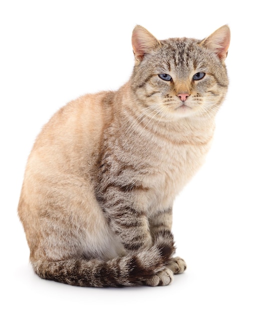 Donkergrijze kat