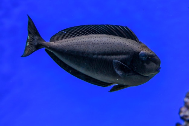 Donkergrijze vis met zwarte stippen en brede vinnen zwemt in blauw water
