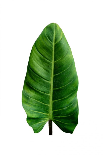 Donkergroen blad hartvorm philodendron imbe