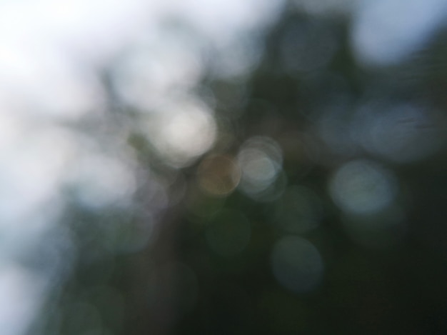 Foto donkergroene bladbos vage abstracte achtergrond met witte bokeh