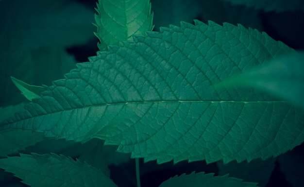 Donkergroene bladeren achtergrond Abstracte groene textuur