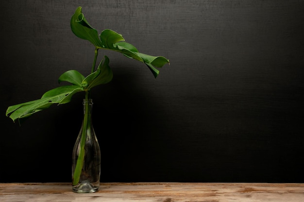 Donkergroene bladeren van monstera tropische bladeren in een vaasfles