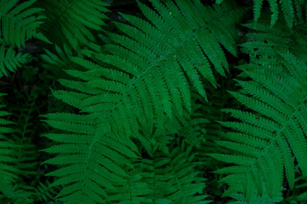 Donkergroene natuurlijke achtergrond met varenbladeren