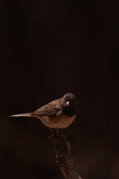 Donkerogige junco (bekend als Oregon-vorm) zittend op een tak en starend naar buiten met een zwarte achtergrond