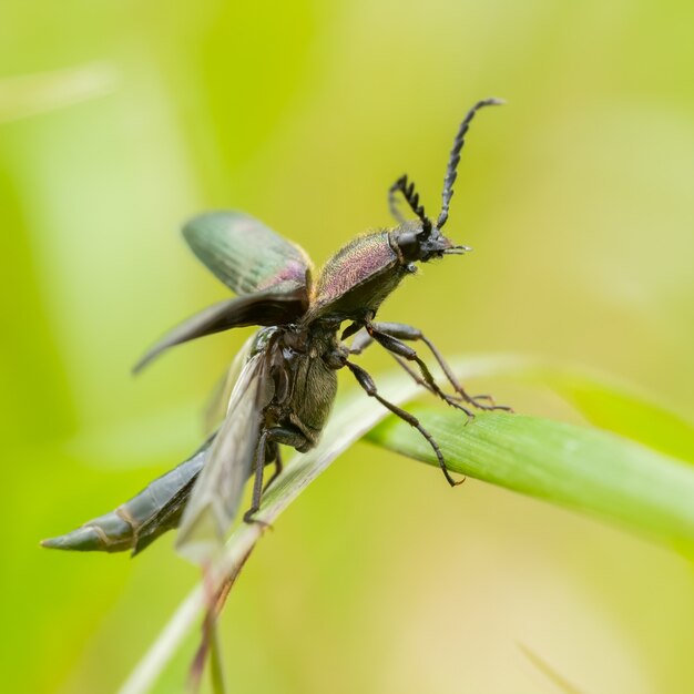 Donkerpaarse kever (Ctenicera pectionicornis) zittend op een plant.