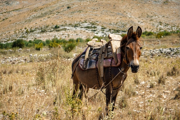 Photo a donkey in a cart grazes on the mountain slopes and waits for the owner