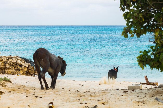 Foto cane che insegue un asino sulla spiaggia