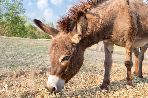 Donkey dwarf brown eating grass