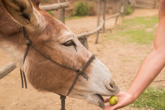 Donkey eating from a hand